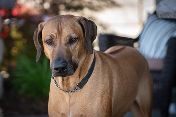 Portrait of handsome Rhodesian Ridgeback Dog