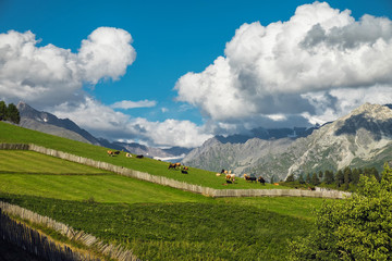 Fototapeta premium Picturesque landscape with pasture fields cows below huge snowy mountain hiding in clouds