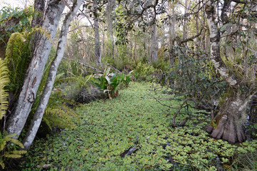 Bird Rookery Swamp Canal Full of Water Lettuce