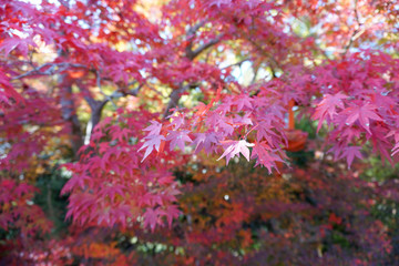 鍬山神社 / Kuwayama Temple