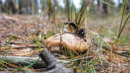 Edible mushroom oiler grows in the autumn forest.