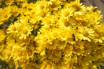 Blooming autumn flowers of yellow chrysanthemums.