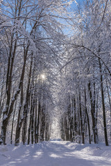 Winter snowy road. Alley Snowy weather in the park. Branches of trees in the snow. The sun shines. Sun rays in the winter forest