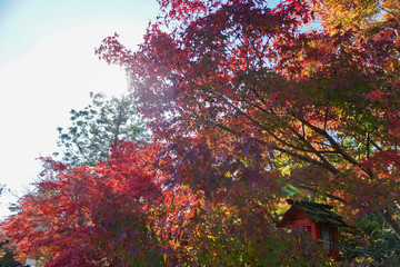 鍬山神社 / Kuwayama Temple