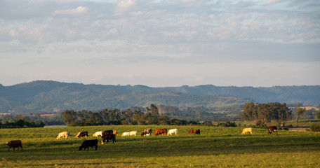 Fototapeta na wymiar Dawn at extensive cattle farm in southern Brazil6