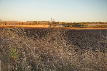 The steppe grass grows on the edge of the field.
