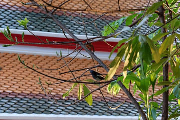 Little magpie sits among tree branches in the evening.