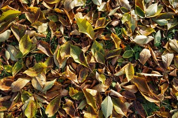 Fallen autumn leaves lie on the ground in the garden.