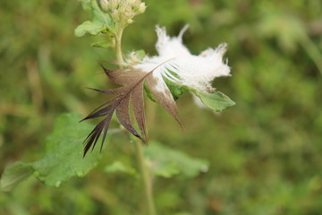 The wings stuck on the tree