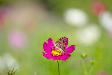 コスモスと蝶