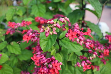 Flower of Assam, stock image