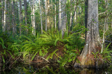 Obraz premium Ferns on Log in Cypress Swamp in Florida