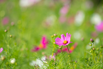 コスモス