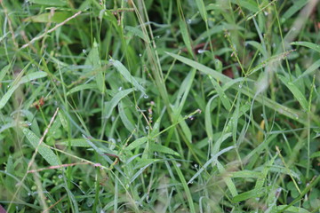 Beautiful Grass of Assam