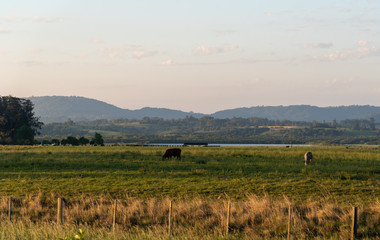 Fototapeta na wymiar Dawn at extensive cattle farm in southern Brazil9