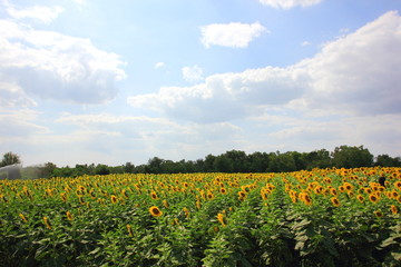 Fototapeta na wymiar Sunflower in the field with cloudy blue sky and Sunflower of blooming nature. Selective focus .