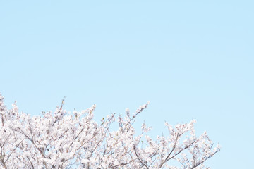 桜咲く日本の春