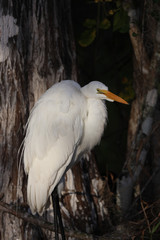 Clsoe Up Great White Egret Sitting on Branch in Big Cypress National Preserve