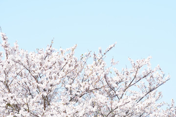 桜咲く日本の春