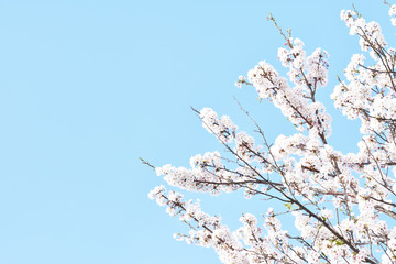 桜咲く日本の春