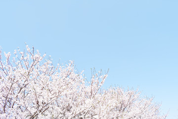 桜咲く日本の春