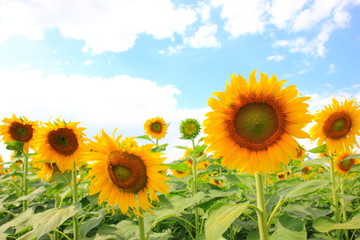 Sunflower in the field with cloudy blue sky and Sunflower of blooming nature. Selective focus .