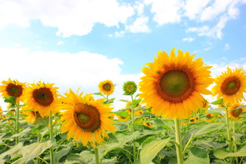 Fototapeta premium Sunflower in the field with cloudy blue sky and Sunflower of blooming nature. Selective focus .