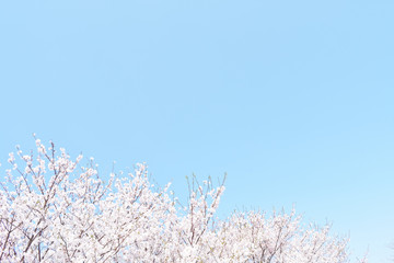 桜咲く日本の春