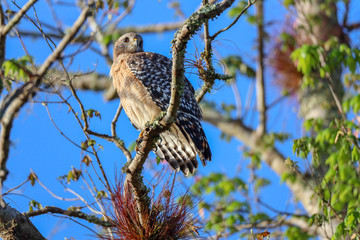 Red Shouldered Hawk Resting on Tree Branch in Bird Rookery Swamp in Florida