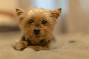 Very cute portrait of Yorkshire Terrier dog