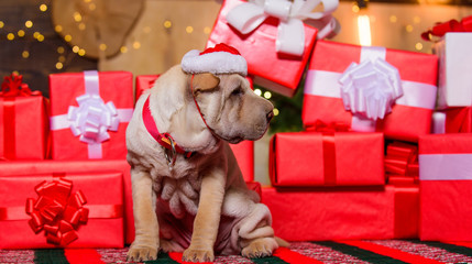 Wish list. Small shar pei puppy. Puppy santa claus. Little dog gift boxes background. Dog year....