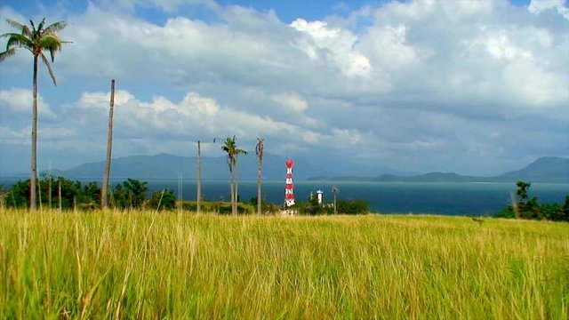 Field with long green grass moving in the wind in the Philippines