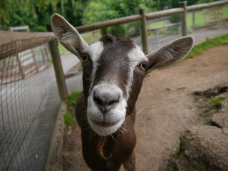 goat starring in the camera