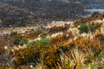 Frozen Snowfall