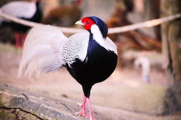 black crowned crane