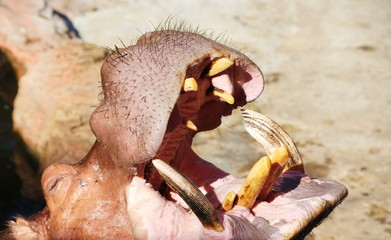 The hippopotamus is waiting to receive food in the zoo.