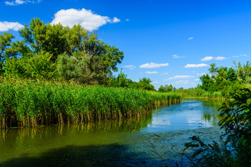 Summer landscape with the green trees and river