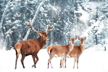Beautiful Deer male  with big horns and deer female in the winter snowy forest. Christmas wonderland.