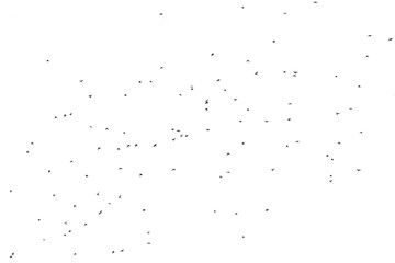 Flock of birds isolated on white background