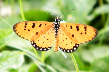 Moth Butterfly (Rhopalocera) Insect Animal on Green Plant Leaves. Nature Blooms.