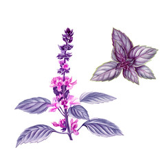 Watercolor illustration of the aromatic basil. Can be used as print, packaaging design, menu design, magazine illustration, textile design and so on.