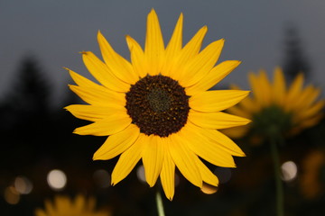 Sunflower Taken Using Canon 1300D Camera