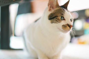 アンニュイな猫