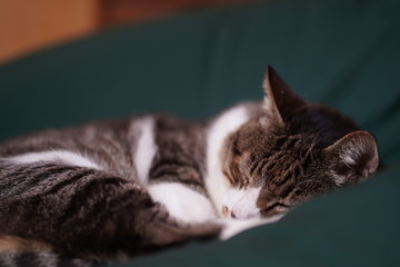 ソファで寝る猫