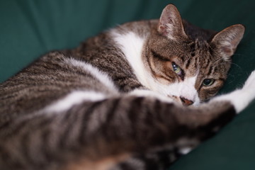 ソファで寝る猫