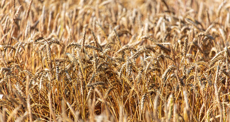 Ripe ears of wheat grow on the nature
