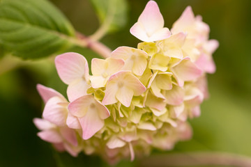 Fototapeta na wymiar delicate pink flowers on a branch