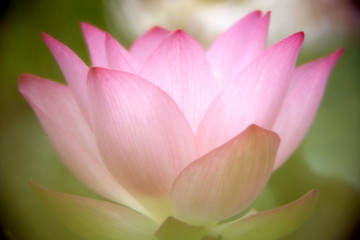 Close-up shot of a pink lotus that is fully blooming, showing the freshness, beauty and purity of the flower