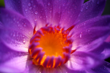 Obraz premium Full bloom purple lotus flower, the morning dew on the petals is more fresh and beautiful