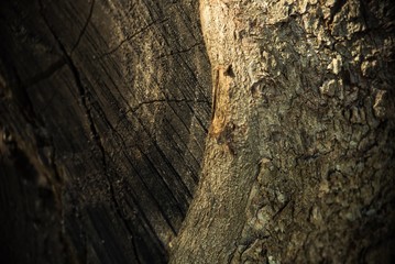 Tree Stump